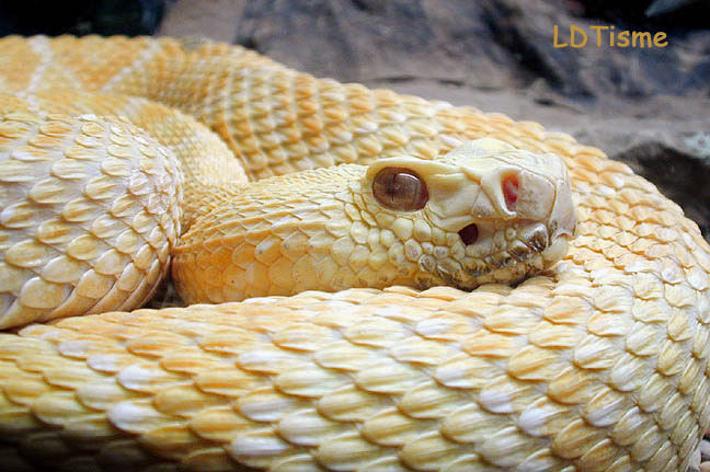 rattlesnake albino atrox 01cw.jpg [103 Kb]